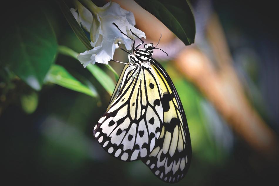 a butterfly with yellow wings and a black pattern.