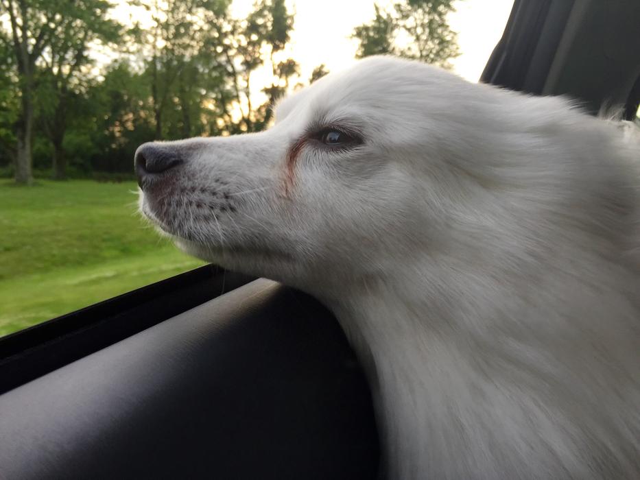 a white dog by the car door