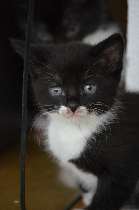 little kitten with a cute look