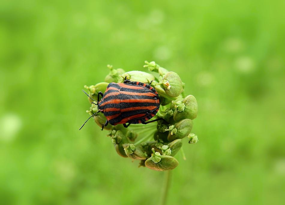 brown beetle in a green meadow