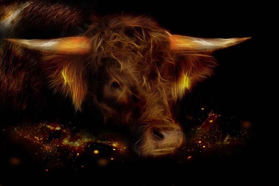 fluffy cow on a black background