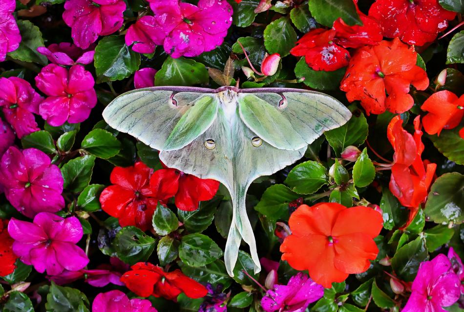 colorful butterfly on a floral background