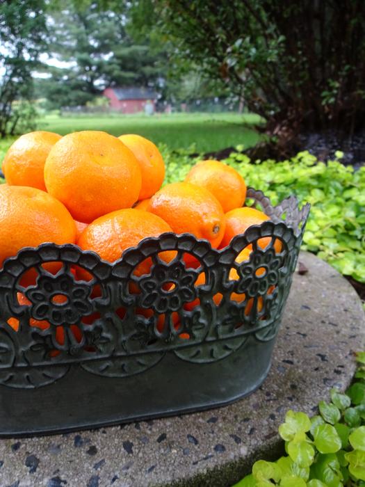 healthy mandarins in a plate