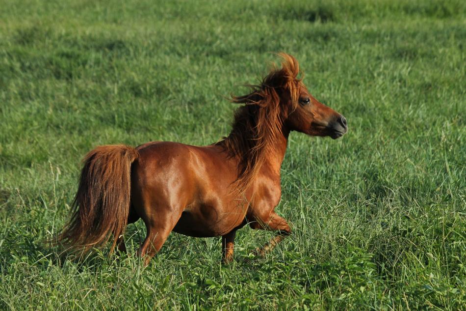 a nice horse in green grass