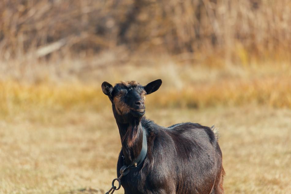 black goat with a collar