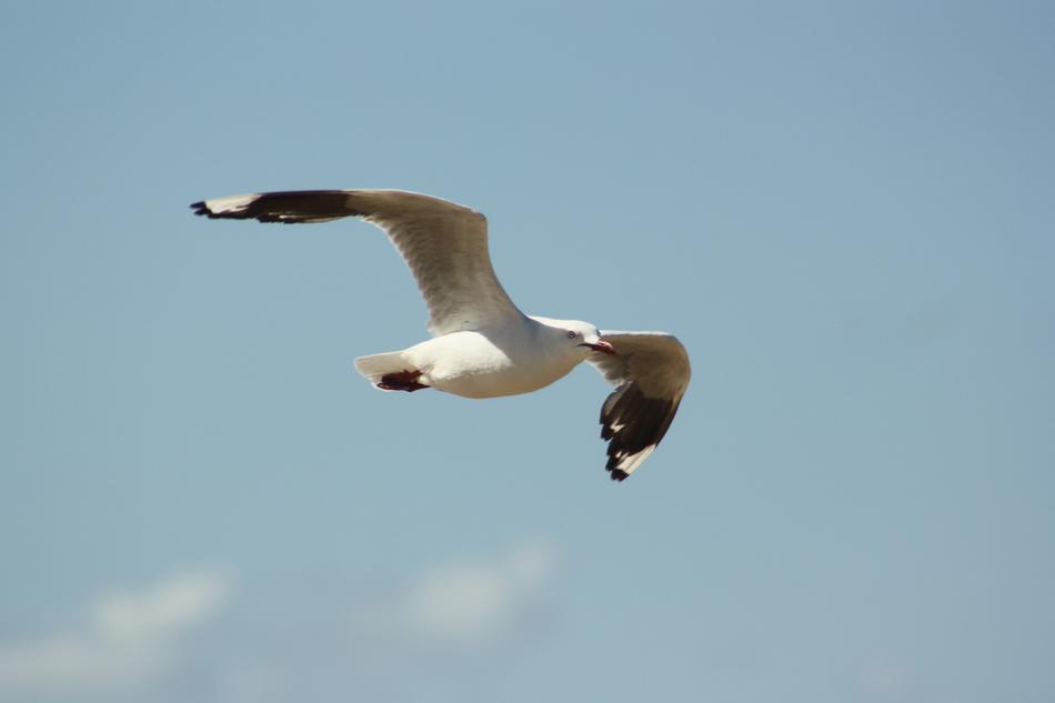white bird against the sky