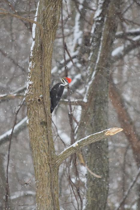 hidden bird in the trees