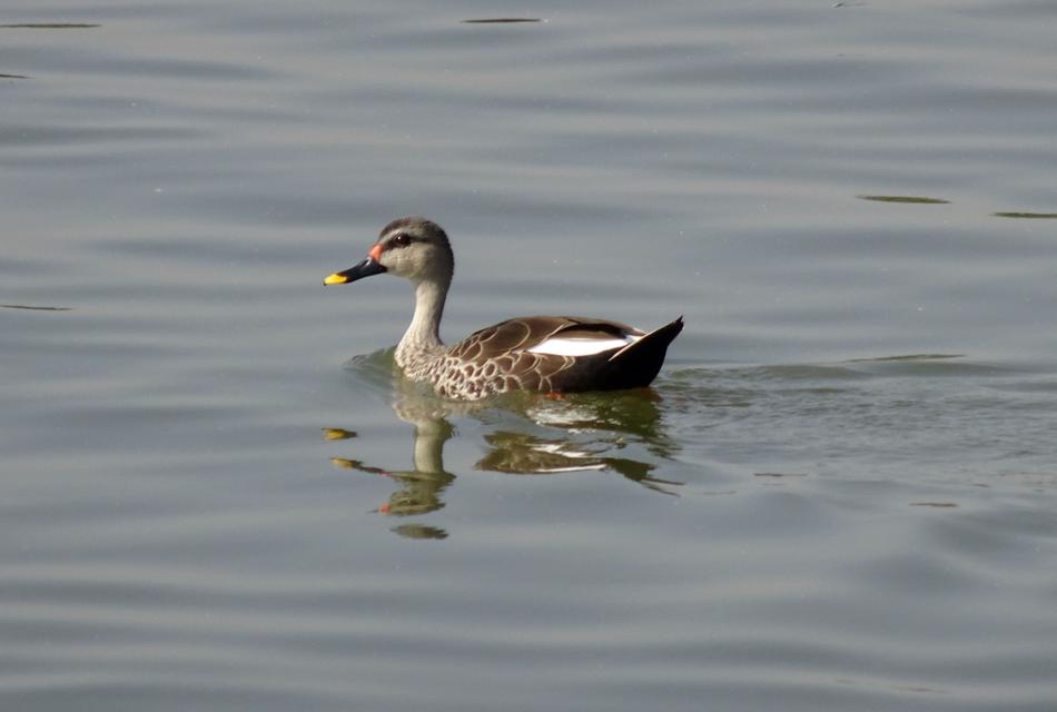 floating duck in the water is cute