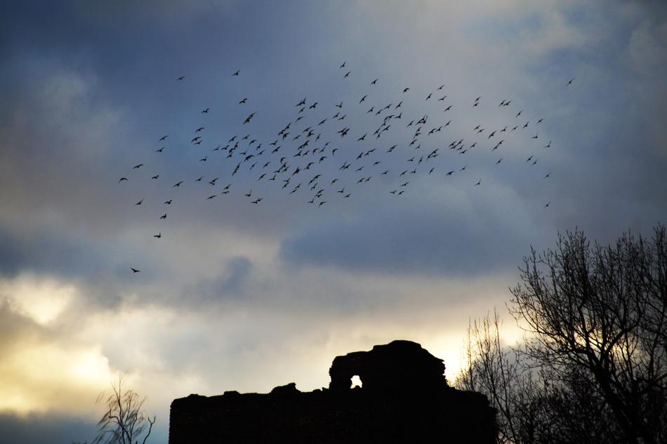 Birds Covey A Bevy Of