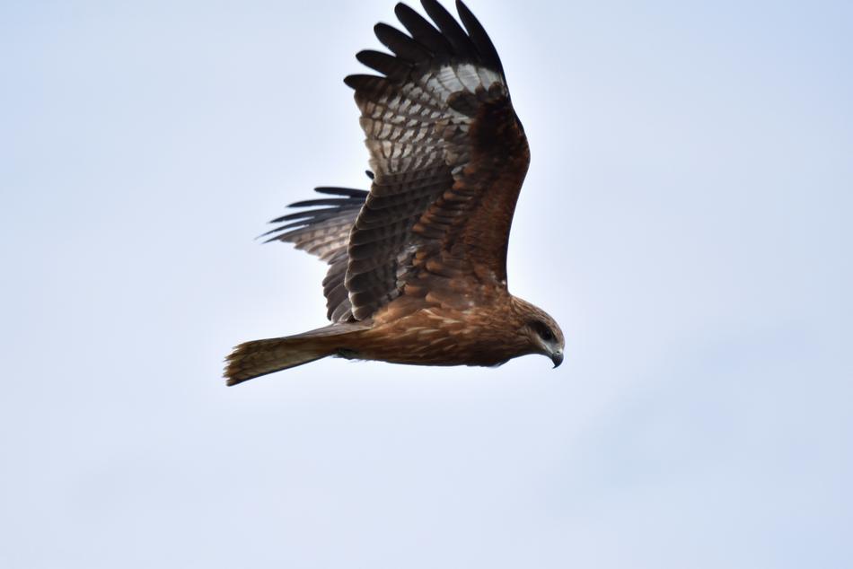 soaring eagle