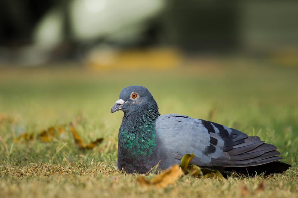 black dove on the grass