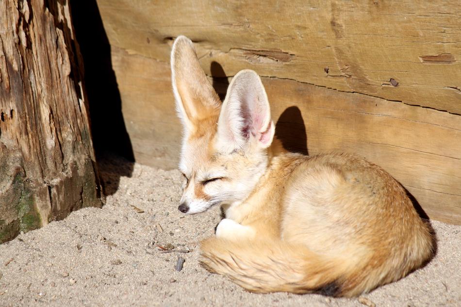 little fox at the zoo