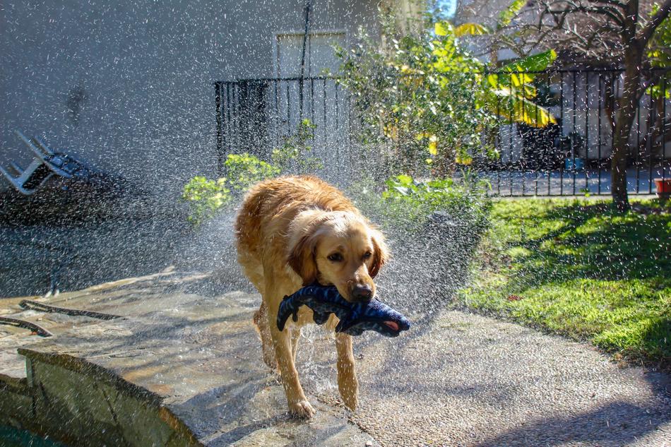 red dog in the water