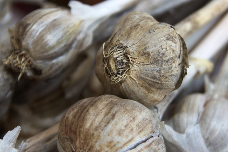 Garlic fragrant harvest