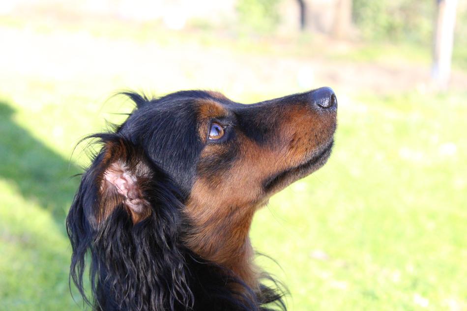black dog with long ears