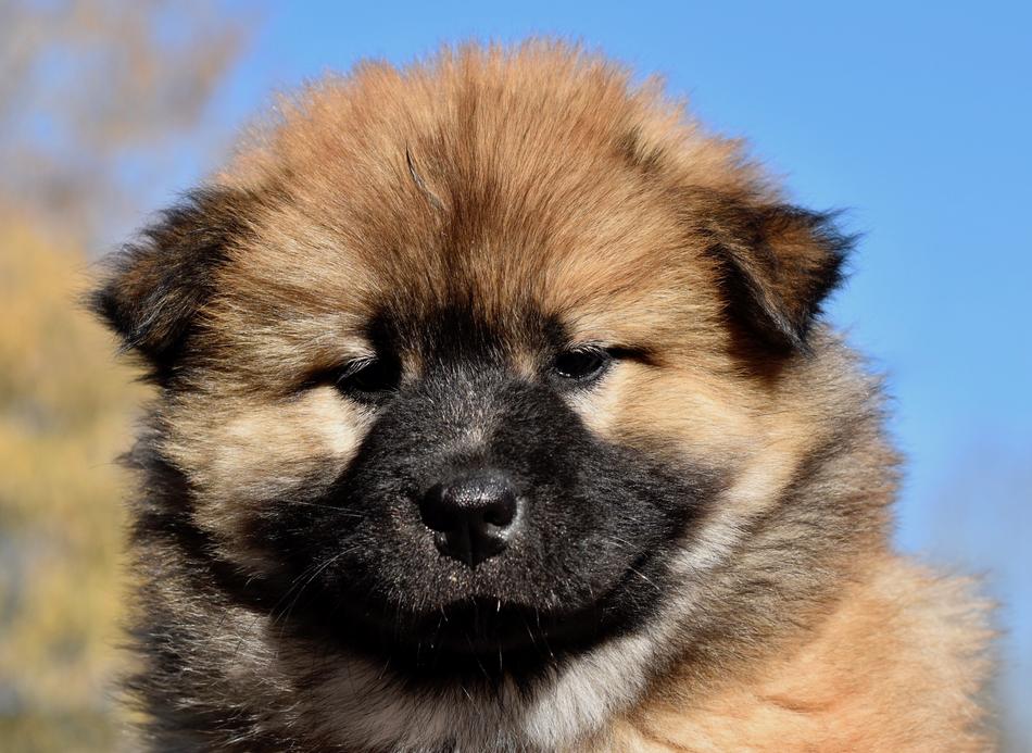 fluffy dog in the yard