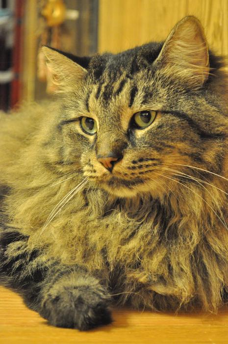 cute cat at home