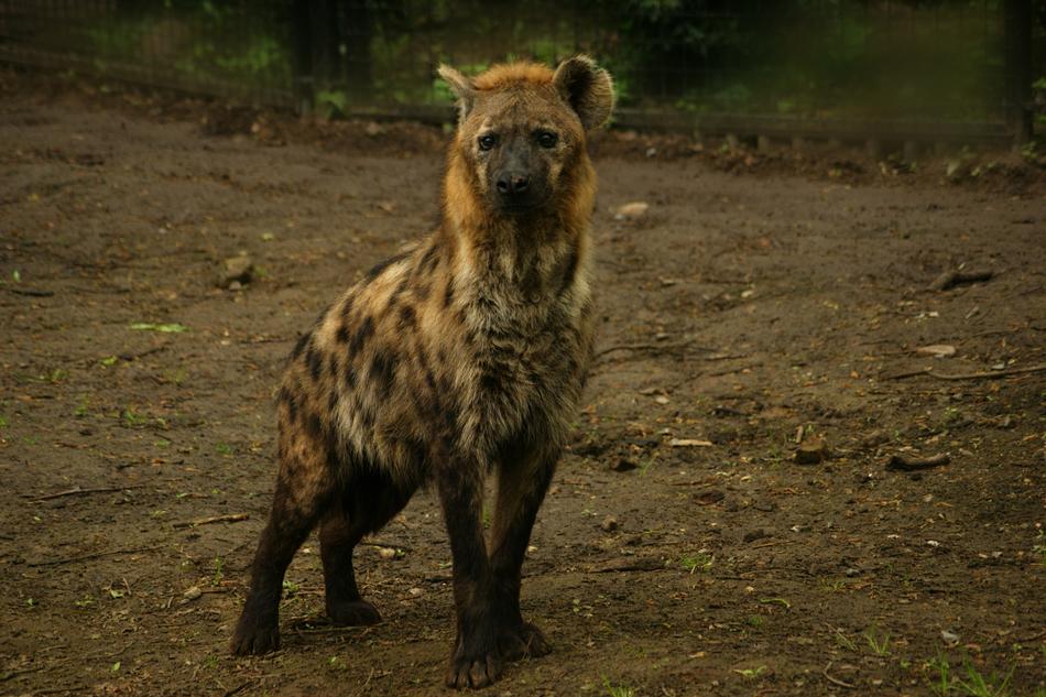 hyena at the zoo view