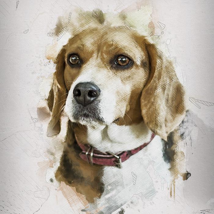 fluffy dog watercolor