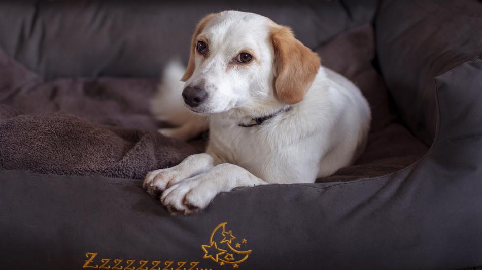 a fluffy white dog with brown ears.