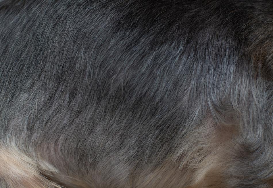 animal hair