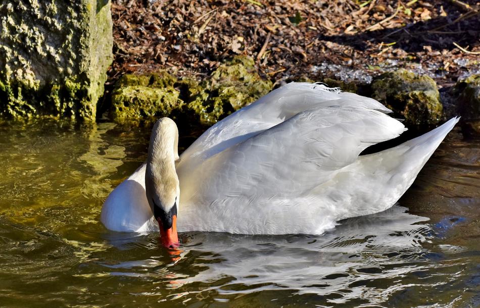 the white swan swims in the lake and eats
