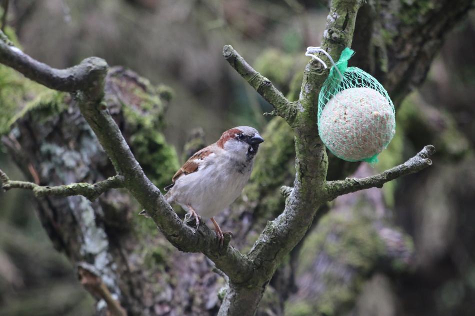 sparrow in the green trees