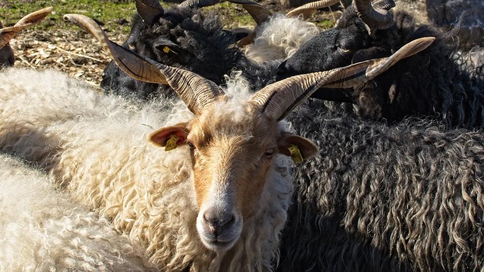 white goat and black goats together
