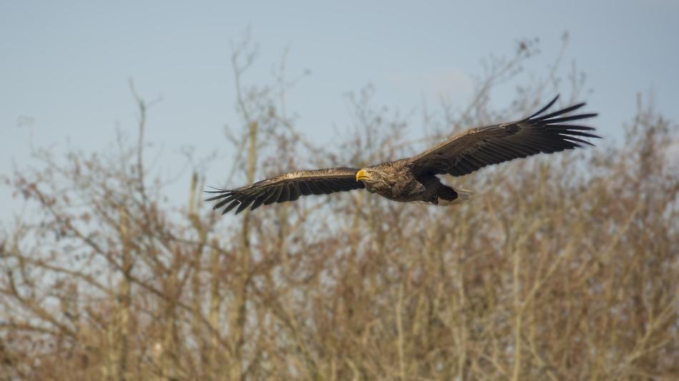 soaring eagle against a background of dry grass