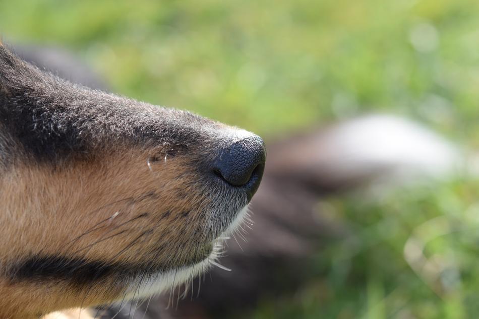 black-nosed dog