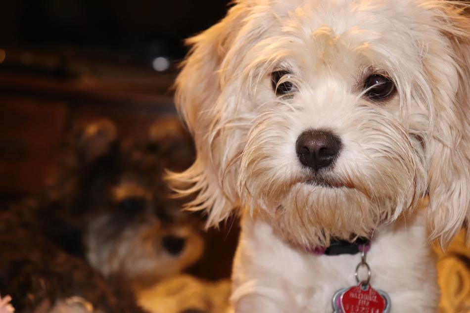fluffy white dog with a collar