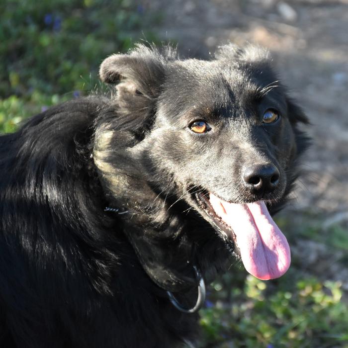 a black dog with a long tongue
