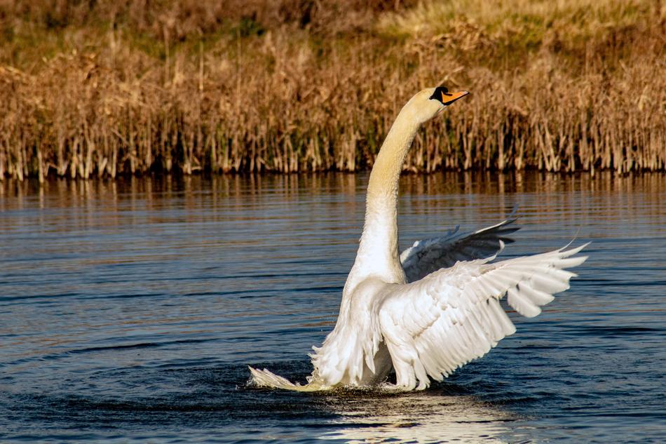 beautiful swan with big wings